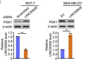 expression levels of PGK1 and LINC00926 in MCF-7 cells.jpg
